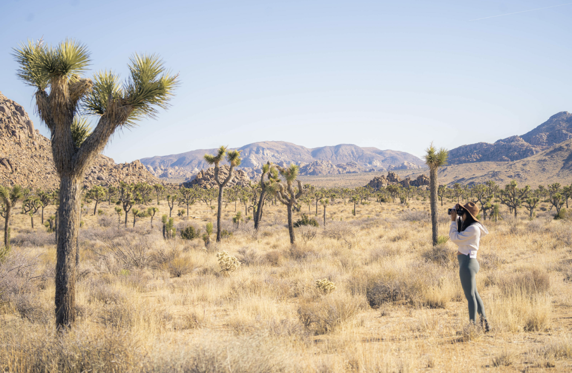 Woman photographing a Joshua Tree in the national park. Photography by California Travel Escapes.